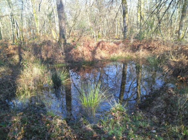 Mare en forêt de Seillon
